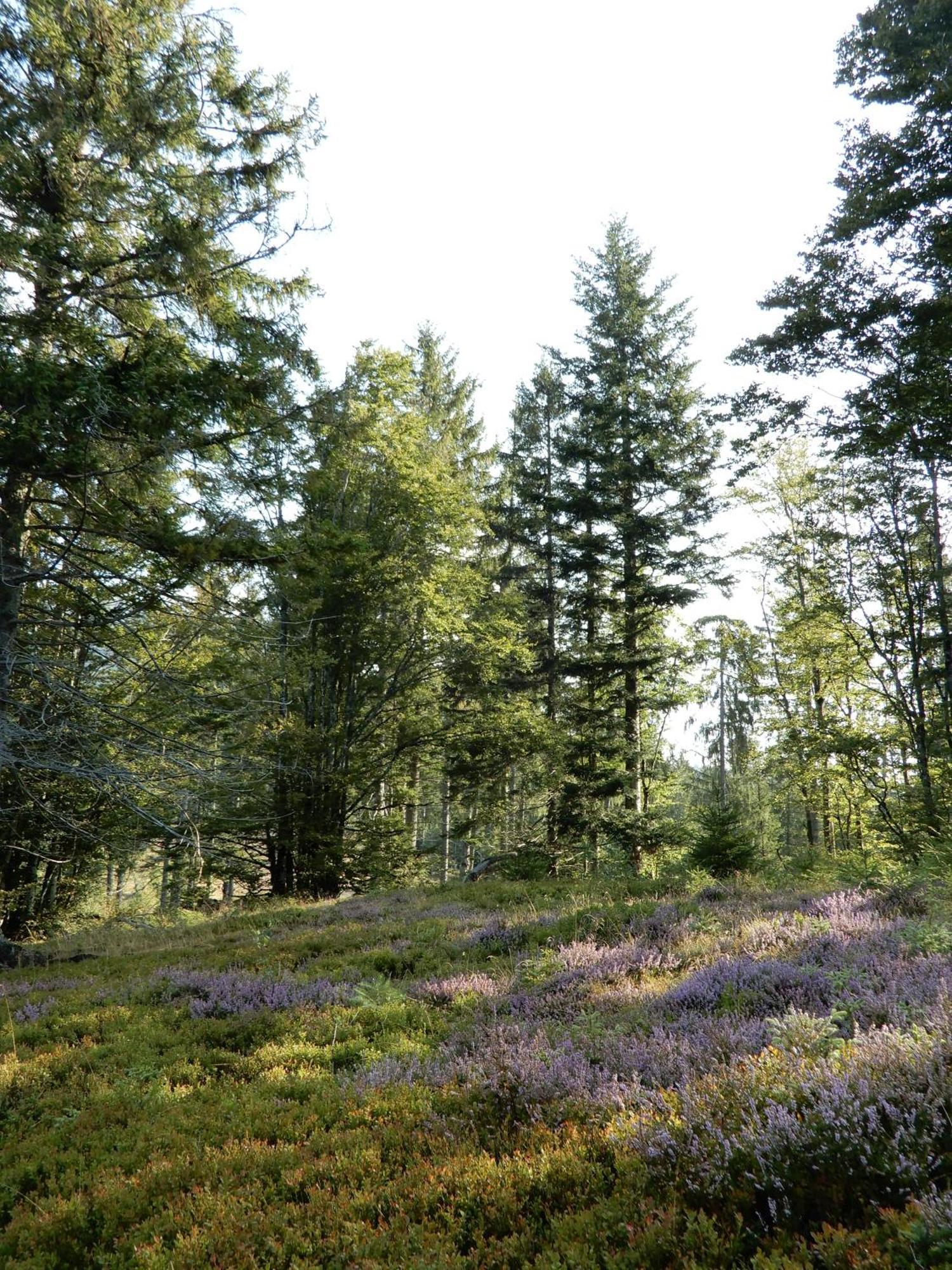 Gartenferienhaus "Annaluise" Schönau im Schwarzwald Exteriér fotografie